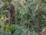 Lois DeEll<br>Cathedral Grove/MacMillan Provincial Park Field Trip<br>October 2021<br>Renewal