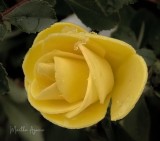 Martha Aguero<br>Cowichan Bay, January 2022<br>A winter rose