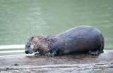 Jan Heerwagen<br>January 2022<br>Otter With Snack