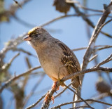 Racine Erland<br>February 2022<br>Gold Crowned Sparrow