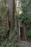 Martha Aguero <br> February 2022 <br>Stocking Creek Field Trip <br>Gigantic Tree