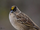 Rachel Penney<br>February 2022<br>Gold Crowned Sparrow Portrait