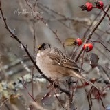 Martha Aguero <br> February 2022 <br>Cowichan Estuary <br>Breeding Golden-crowned Sparrow