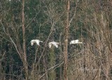 Martha Aguero <br> February 2022 <br>Cowichan Estuary <br>Trumpeters in the forest