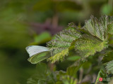 Lois DeEll<br>Somenos Marsh Field Trip<br>April 2022<br>Cabbage Butterfly