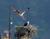 Willie Harvie<br>May 2022<br>Osprey creating a nest
