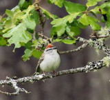 Willie Harvie<br>May 2022<br>Mt. Tzouhalem<br>Chipping sparrow