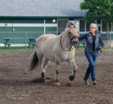 <br>Racine Erland<br>Field Trip Sept 2022<br>Cowichan Exhibition<br>A New Norwegian Fjord Therapy Horse