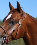 <br>Willie Harvie<br>Field trip Sept. 2022<br>beaded bridle