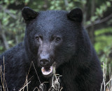 <br>Carl Erland<br>2022 Pacific Zone Challenge<br> Black Bear Brunch