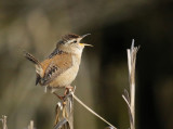 <br>Willie Harvie<br>2022 CAPA Fall Nature-Wildlife<br>Marsh Wren<br>23.5 pts