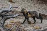 <br>Carl Erland<br>2022 CAPA Fall Nature-Wildlife<br>Cross Fox