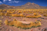<br>Bob Skelton<br>2022 CAPA Fall Nature-Wildlife<br>Atacama Desert Rhino Grass