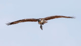 <br>Jennifer Carlstrom<br>2022 CAPA Fall Nature-Wildlife<br>Osprey Lunch