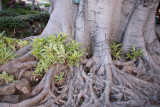 Big Tree Roots and plant