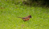 Towhee 