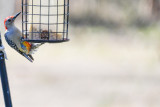 Redhead Wood Pecker