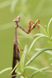 Praying Mantis 6 Origwk_MG_1760.jpg