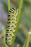 Black Swallowtail caterpillar papilio polyxenes 2 orig1wk1_MG_2529.jpg