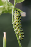 Black Swallowtail caterpillar papilio polyxenes 3 Origwk1_MG_2542.jpg