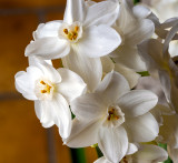 Flowers Gallery #4