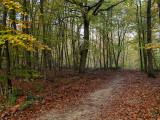 Trees and Forests