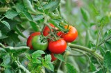 The last of our Tomatoes for the season.  Definitely not the variety I put in.