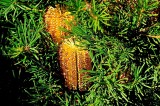 Banksia - Birthday Candles in my garden, attracts nectar feeding birds.