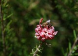 Grevillea - name unknown.