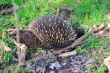 Male Echidna ourside our yard fence - digging himself in when aware of our presence - theyre quite harmless.