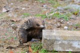 Echidna - probably a male going by its size, as it wandered through our yard.