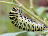 Black SwallowtailCaterpillar Papilio polyxenes Pre Chrysalis\