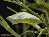 Black Swallowtail Chrysalis