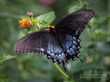 Eastern Black Swallowtail Butterfly