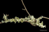 LIchen and Moss on Pine Twig-01