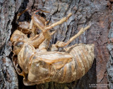 Cicada-Shell-2020-10-13