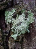 Lichen-On Pine Bark-2020-10-09