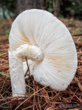 Mushroom-2020-10-11