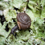 Snail-and-Lichen