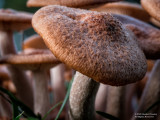 Small-World-Mushrooms-2020-10-23-Image-01
