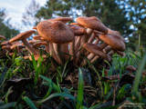 Small-World-Mushrooms-2020-10-23-Image-02