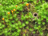Moss-and-Mushrooms-Rocky-Springs-MS