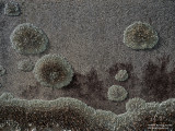 Small-World-Lichen-Clusters-on-Grave-Stone-02-McCool-MS