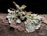Small-World-Lichen-on-Pine-limb-2020-11-30