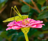 Grasshopper-on-Zinnia