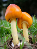 Small World-Mushroom-2022-08 Image-02
