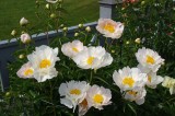 MO_IMGP6094-Pivoines.jpg