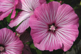 GD-_IGP3953.jpg- Charmante nature