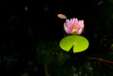 Nnuphar