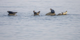 Quatuor au repos
